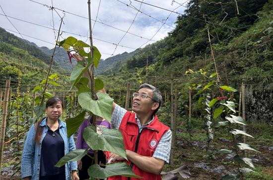 白隆华教授在田间传授罗汉果增收技术。李琼摄
