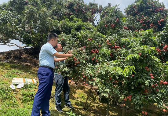 桂林银行客户经理到种植场进行贷后管理。桂林银行供图