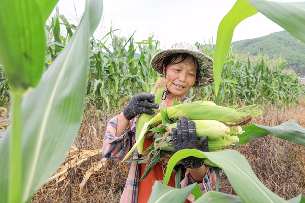 村民们正在摘玉米。王诗琴摄
