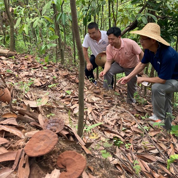 调研林下套种灵芝。