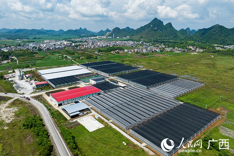 新三智慧农业小平阳示范基地。人民网 何宁摄