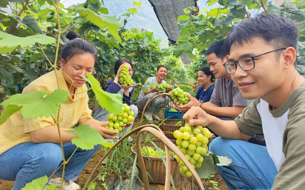 游客们在葡萄园里分享葡萄丰收带来的甜蜜和喜悦。骆俐羽摄