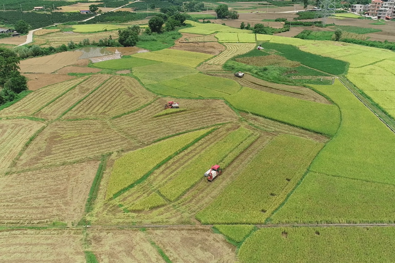 平乐县源头镇高龙村的早稻喜迎丰收。黄文毅摄