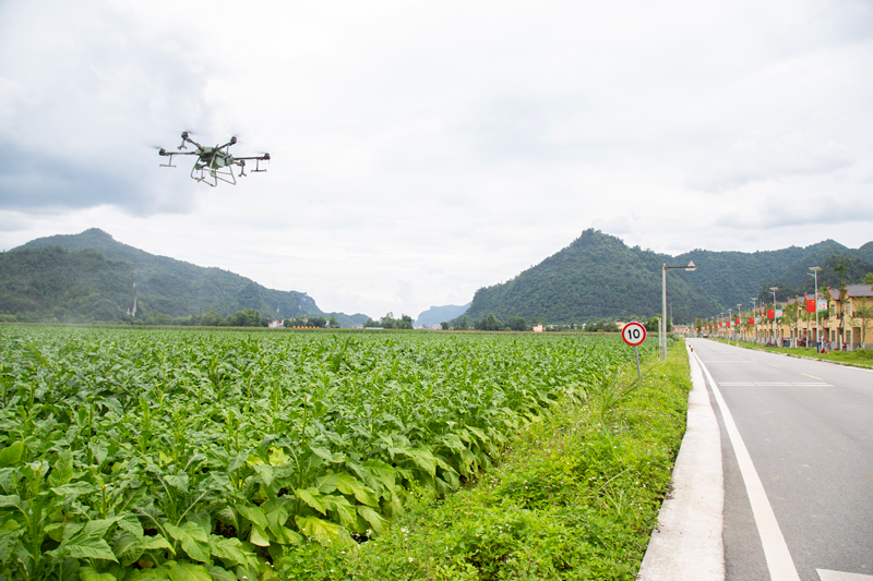 图为植保无人机正在实施喷药作业。欧仲升摄
