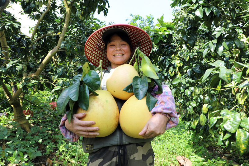 柚子丰收。龙州县融媒体中心供图