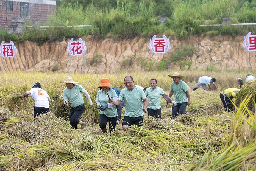 农民和游客进行稻谷收割比赛。何华文摄