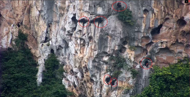 6只小金猴同框。广西崇左白头叶猴国家级自然保护区供图