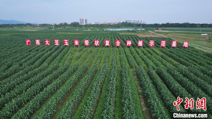 广西大豆玉米带状复合种植示范基地。(资料图)广西农业农村厅供图