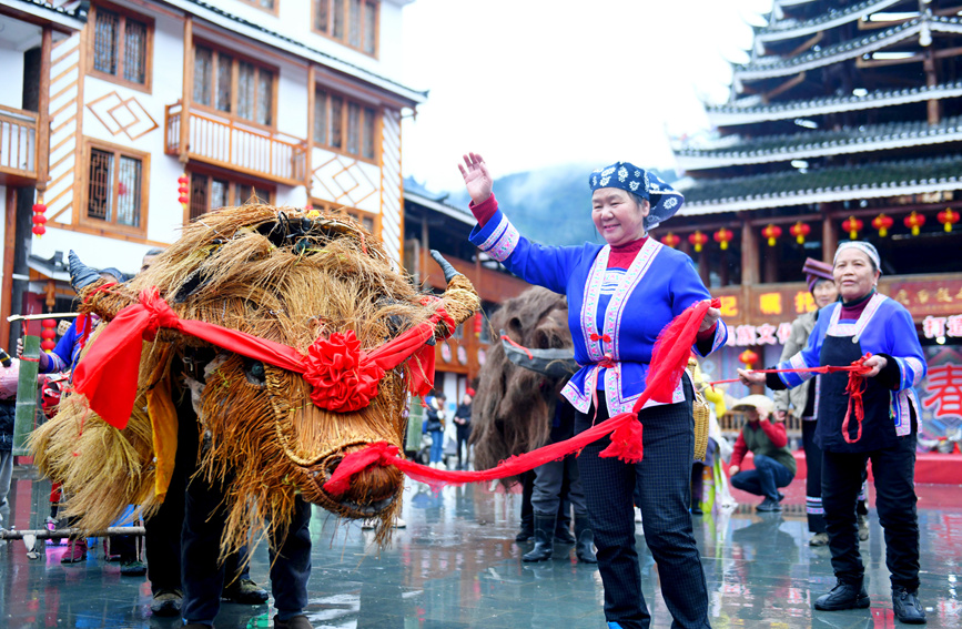 侗族群众在“闹”春牛。潘志祥摄