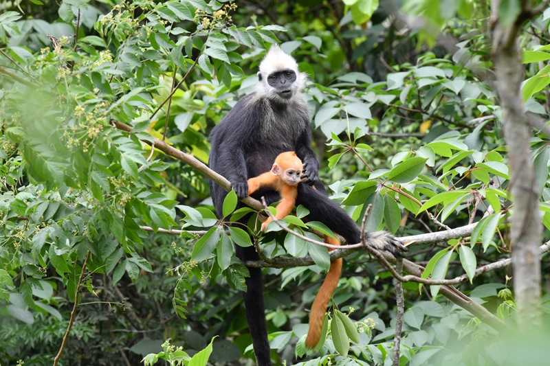 藏在猴妈妈怀里的小金猴。梁霁鹏摄