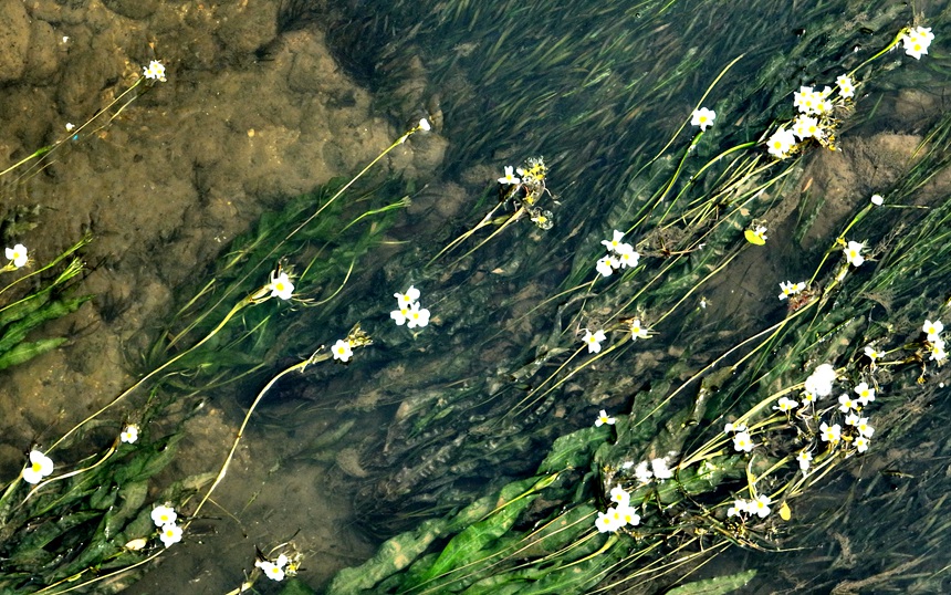 鉴河里的海菜花开。黎玉聪摄