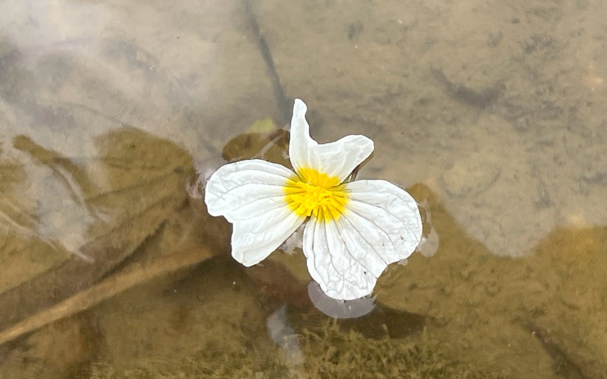 美丽的海菜花。黎玉聪摄