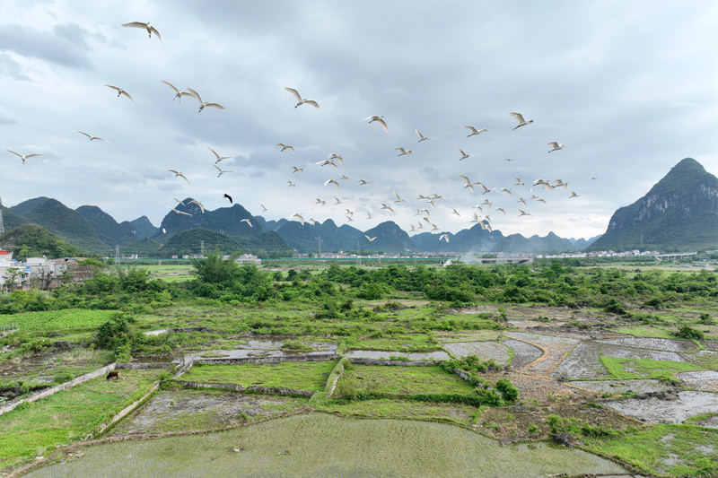 成群的鹭鸟在田野上飞翔。