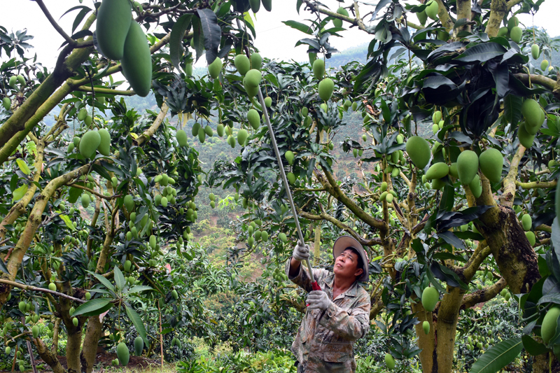果农在忙着修枝为上市做准备。农思秋摄