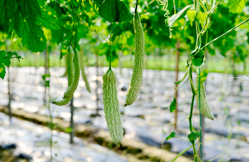 种植基地里的无公害蔬菜