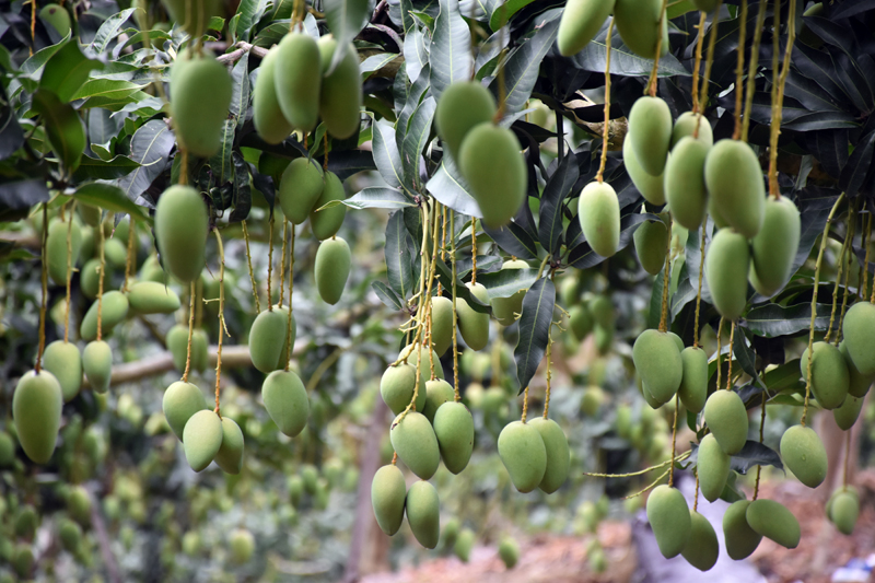 芒果挂满枝头。农思秋摄