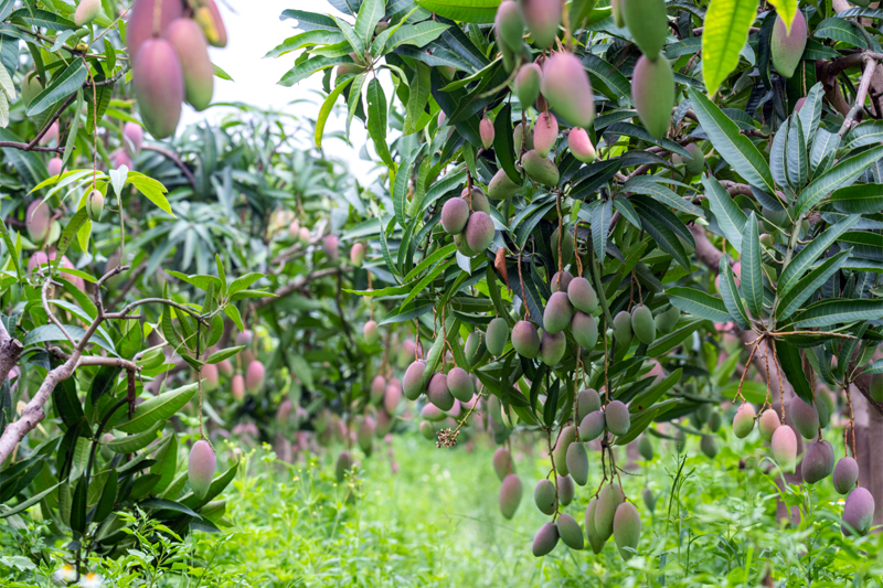 芒果飘香。周金鹏摄