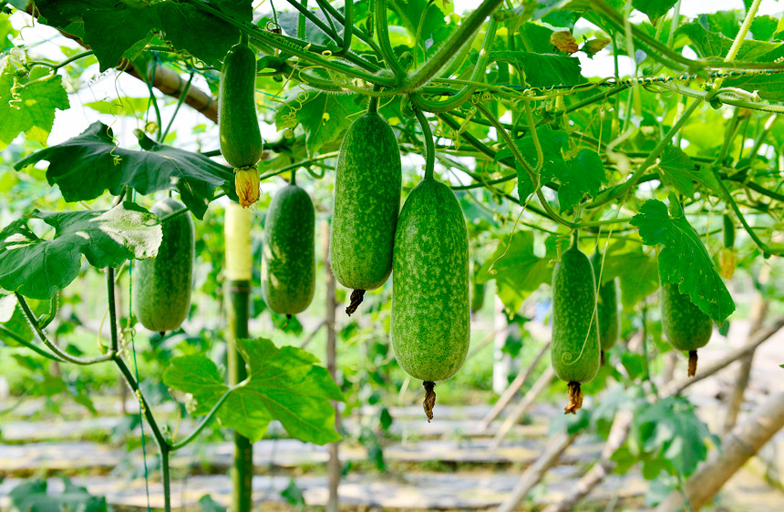 种植基地里的无公害蔬菜