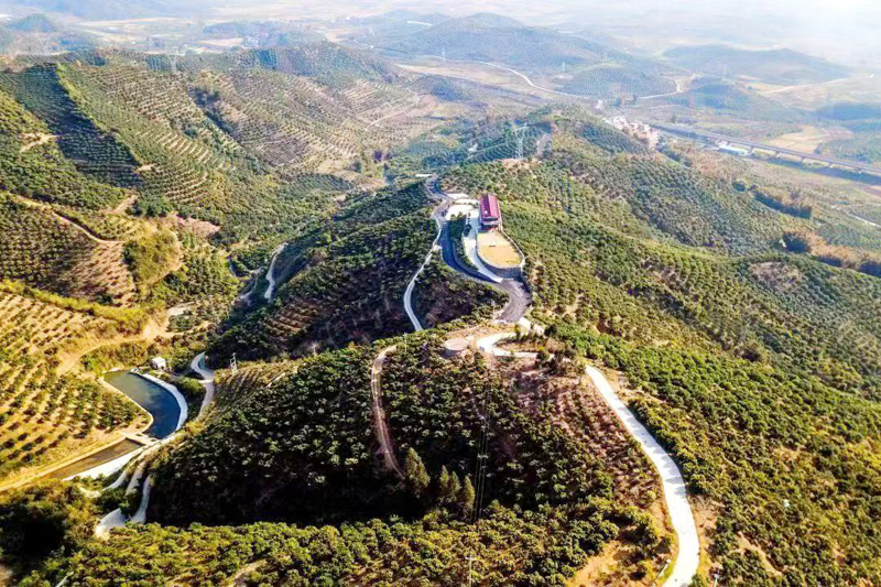 发展规模种植，芒果林满山头。周金鹏摄